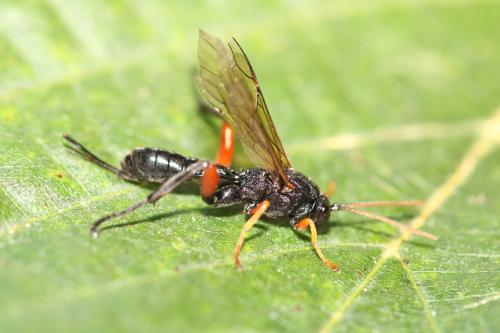 Réf. 333 264 : Phaenolobus terebrator